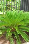 Sago Palm